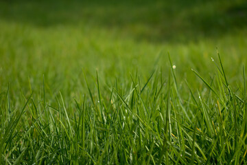 Morning dew on green grass