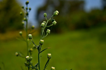 Wild grass flower closeup with green,blue and yellow blurred background