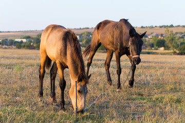 A mare with a foal in the pasture. The kid is trying to free his mother from the leash with his teeth. An animal that grazes. Horses eat grass at dawn.