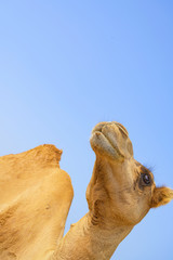Beautiful brown color camel hairly with big black eyes looking face up over blue sky background
