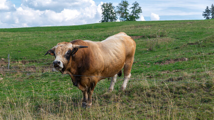 taureau dans la nature