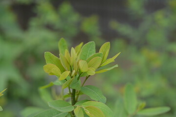 Fototapeta na wymiar yellow flower in the garden