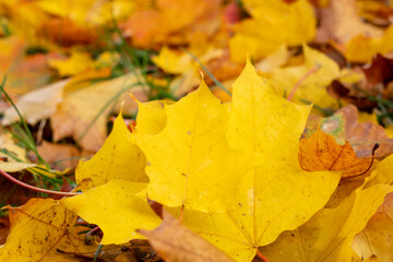 autumn, colorful  yellow leaves on blurred background	