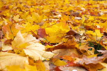 autumn, colorful  yellow leaves on blurred background	