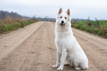 adventure dog 