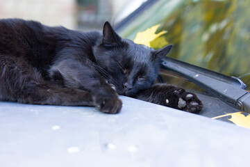 Black cat is sleeping on the car in the street in autumn