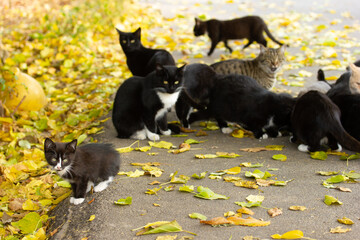 Small grey cat on the background of group of black and grey cats sitting or walking on the road in autumn