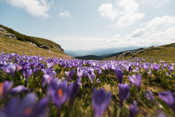 Obraz premium Flowers at the Seven Rila Lakes at Rila Mountain during early summer (near Sofia, Bulgaria, Europe)