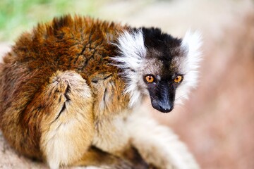 Lémur rojo con mirada lánguida