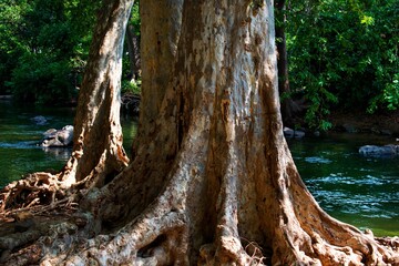 Terminalia arjuna tree trunk with holy kaveri river in background