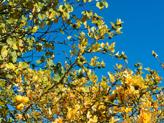 Dreiblättrige Orange oder Bitterzitrone (Poncirus trifoliata) mit gelbe, gelborange und grüne runde Früchte im Herbst