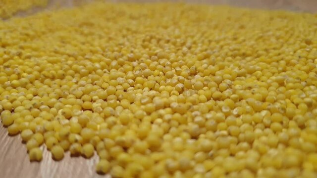 Millet groats. Millet close-up. Panicum grits. Wheat groats.