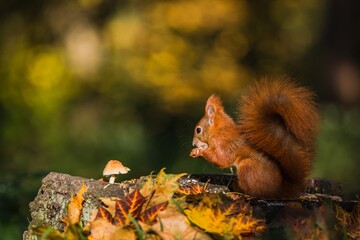 Portrait of red Eurasian squirrel with fluffy tail sitting on a tree stump covered with colorful leaves and a mushroom feeding on seeds. Sunny autumn day in a deep forest. Blurry background.