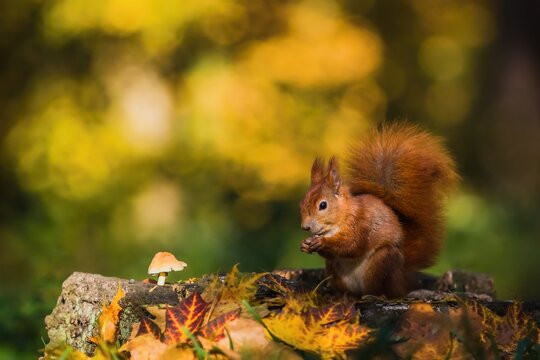 Cute red Eurasian squirrel with fluffy tail sitting on a tree stump covered with colorful leaves and a mushroom feeding on seeds. Sunny autumn day in a deep forest. Blurry yellow and brown background.