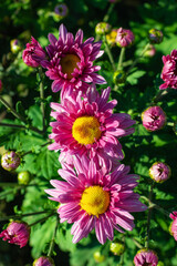 Fototapeta premium Pink chrysanthemums close up in autumn Sunny day in the garden. Autumn flowers. Flower head