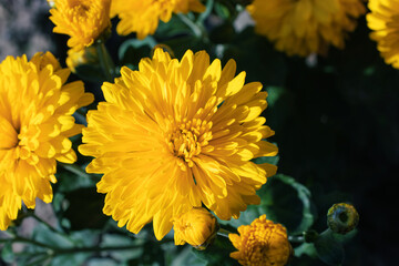 Obraz premium Yellow chrysanthemums close up in autumn Sunny day in the garden. Autumn flowers. Flower head