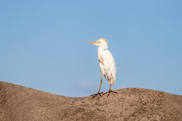Adult cattle egret hitches a ride on an elephant in Amboseli National Park