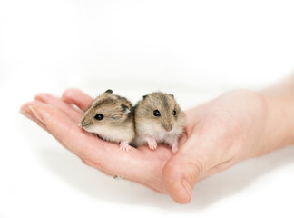 Hamster in hand. Two cute hamsters sitting on the palm of your hand, looking directly into the camera, front view