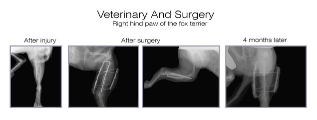 Veterinary and surgery, Medicine. Treatment of traumatic fracture of the tibia in the fox terrier. X-ray series