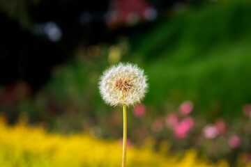 Dandelion closeup with colorful blurred background