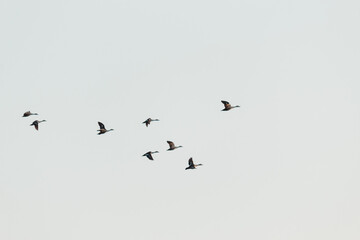 Flock of birds flying against the blue sky