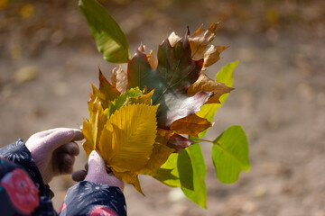 Bunch of colorful autumn leaves in the hands of small girl on sunny day