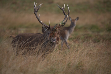 Red deer stag displaying bracken on its anlters is common sight in the rutting season