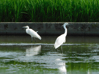 休耕田のコサギ
