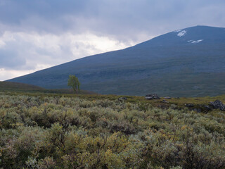 Fototapeta premium Beautiful wild Lapland nature landscape with green bushes, snow capped mountains and lonely birch tree. Northern Sweden summer at Kungsleden hiking trail.