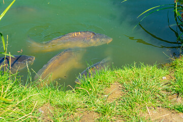 Many carp in a pond big fish