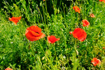 Scarlet poppies in a green meadow.