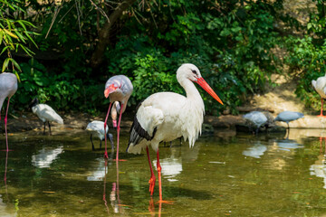 Storks and flamingos in a pond