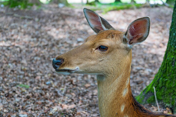 Young deer in close up