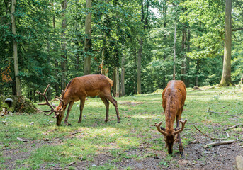 Naklejka na ściany i meble Deer with powerful antlers in a park between trees