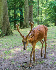 Deer with powerful antlers in a park between trees