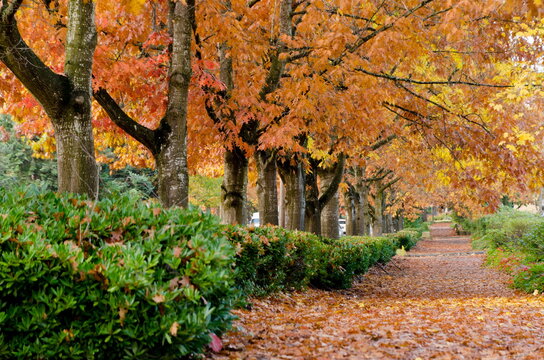 Oak alley in fall season in Redmond suburb