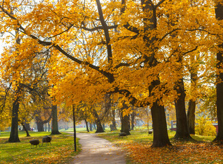 Naklejka premium autumn park with empty pathway and yellow maple tree