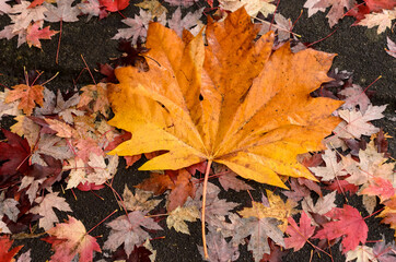 Giant maple lef cover the rest of fallen foliage