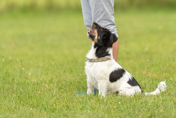 Fun and enjoy training with a little Jack Russell Terrier. Owner and dog in the park while working.
