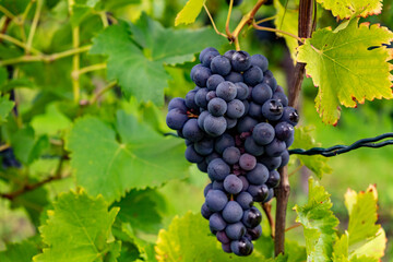 Ripe grapes hang on the vine in the vineyard