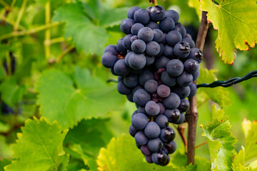 Ripe grapes hang on the vine in the vineyard