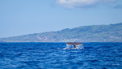 Sperm whale fin with Faial, Acores, in the background © fnendzig