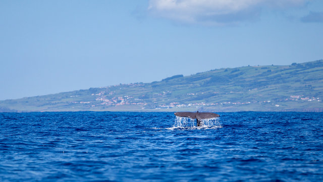Sperm whale fin with Faial, Acores, in the background