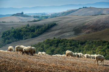 Obraz premium Sheep grazing on the Sienese hills in September
