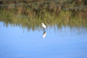 Aigrette garzette, Bassin d'Arcachon