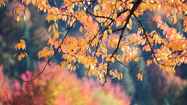 Amazing scene in autumn mountains. Tree branch with fantastic orange foliage in evening sunlight. UHD 4k video