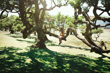Old cedar tree Fanal forest with copy space during a sunny day. Young beautiful woman standing next to the tree in Fanal area in Madeira. 