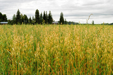 Finland pastoral countryside landscape with green-yellow oat field and barn surrounded by forest at overcast day.
