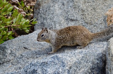 yosemite squirrel