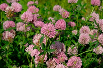 glade with blooming pink clover